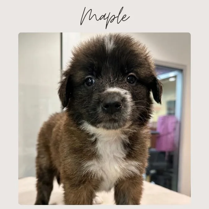 A baby small-sized female Brown / Chocolate Leonberger dog named Maple for adoption in San Juan Capistrano, CA