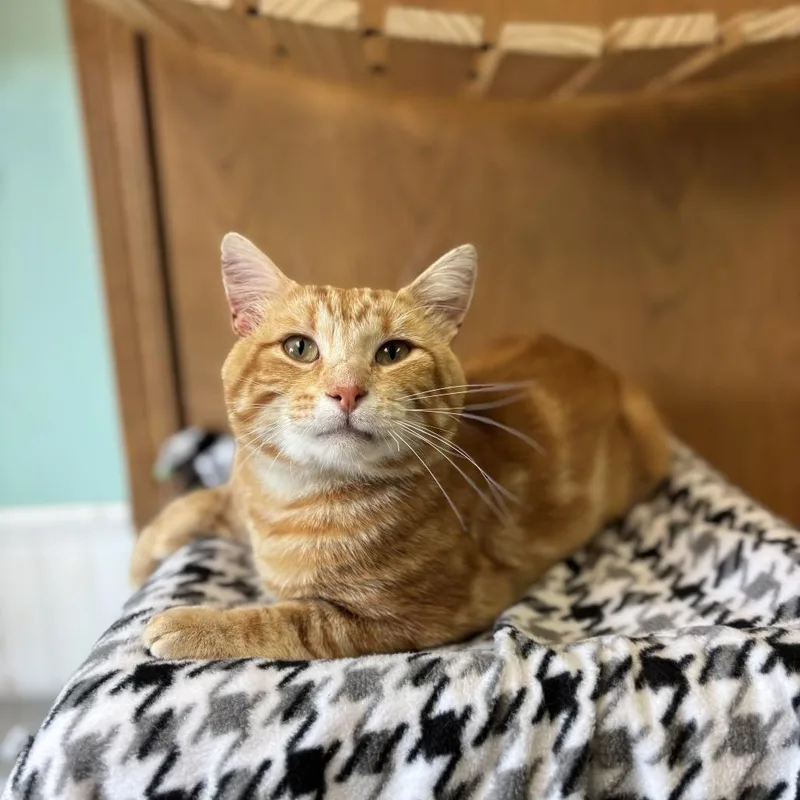 An adult medium-sized male Orange / Red Domestic Short Hair cat named Jimbo for adoption in Fargo, ND
