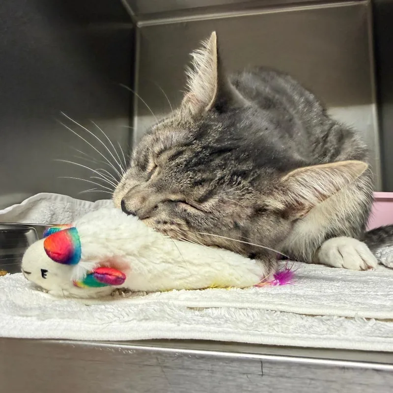 A young medium-sized male Gray / Blue / Silver Domestic Short Hair cat named Thresh for adoption in Auburn, AL