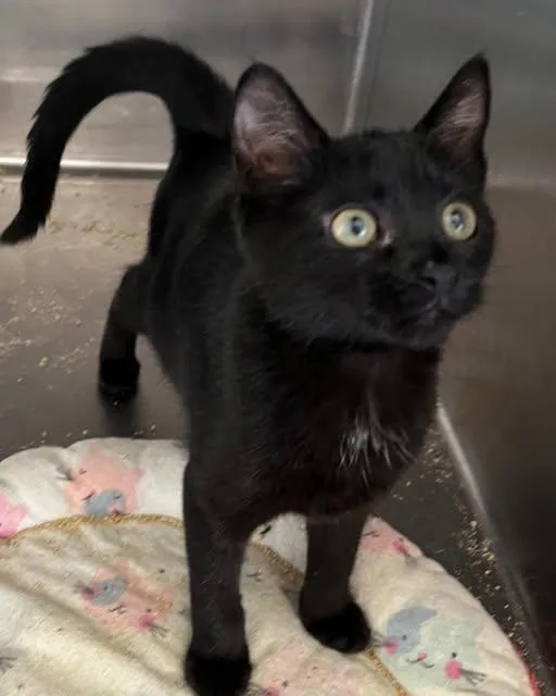 A young medium-sized female American Shorthair cat named Kelsie for adoption in Massapequa, NY