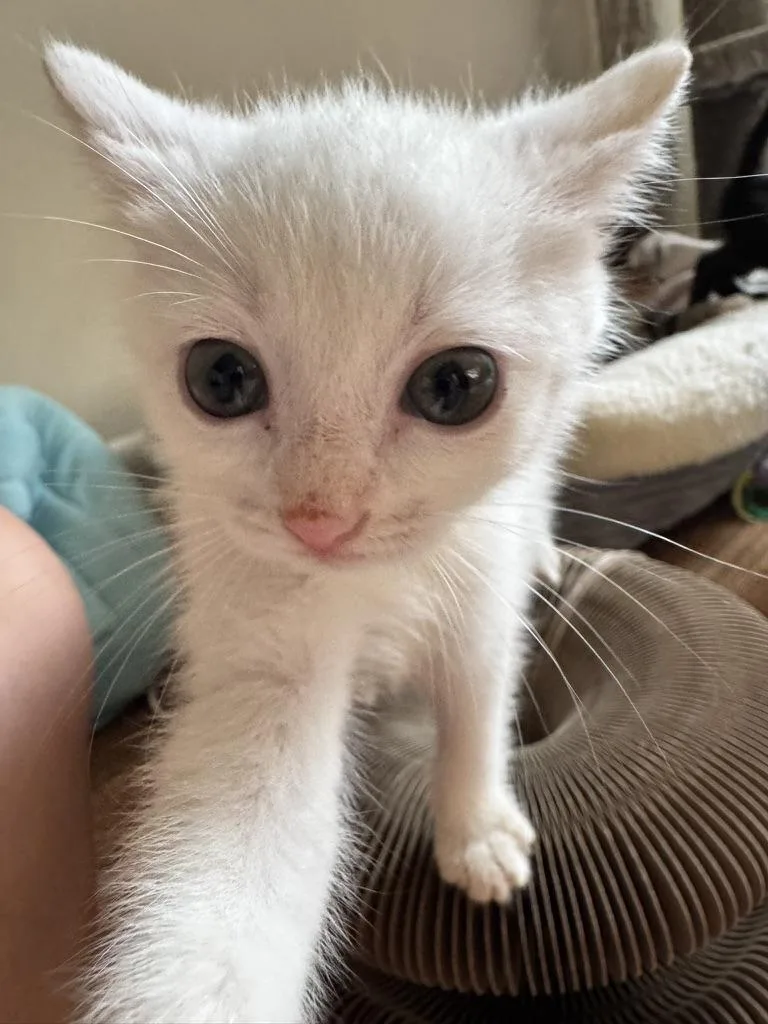 A baby medium-sized female Gray & White Domestic Short Hair cat named Fiona for adoption in Stockbridge, GA