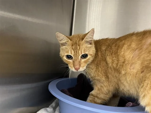 A senior small-sized male Domestic Short Hair cat named Tom for adoption in Ocala, FL