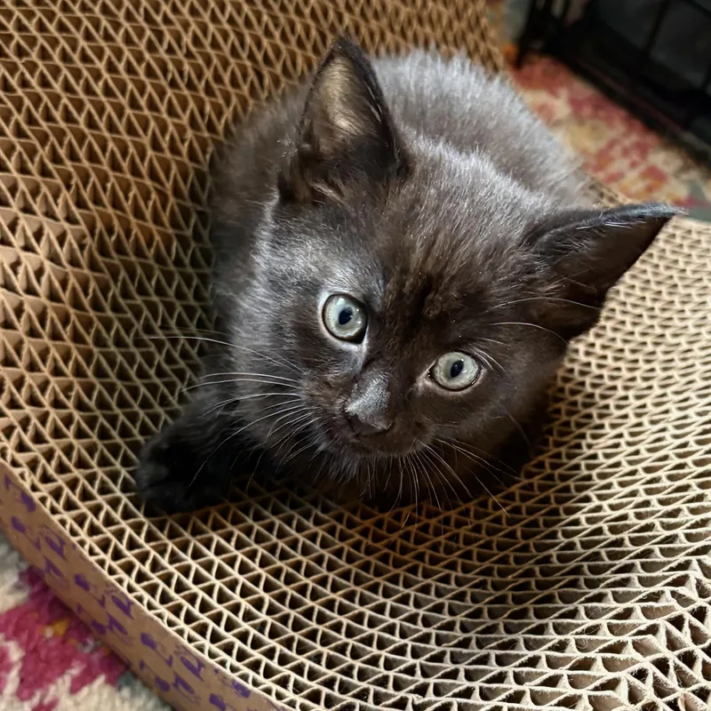 A young medium-sized female Black Domestic Short Hair cat named Cancelled for adoption in Akron, OH