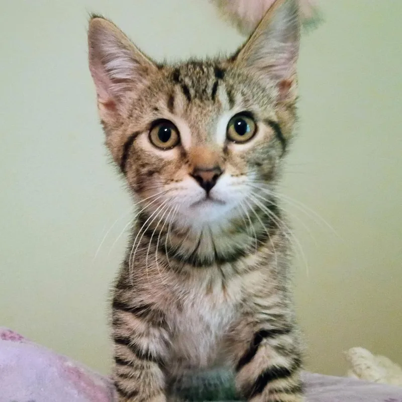 A baby small-sized male Brown / Chocolate Domestic Short Hair cat named Vinny for adoption in Carmel, IN