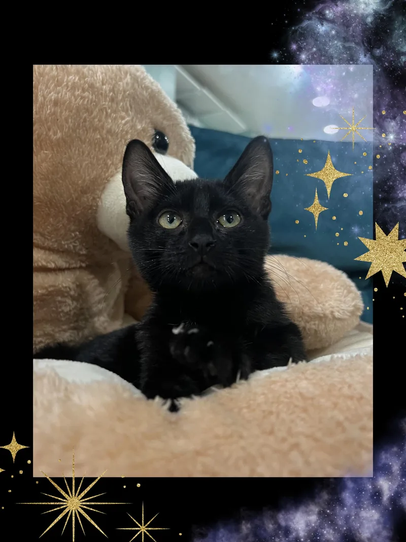 A baby medium-sized female Black Domestic Short Hair cat named Rao for adoption in Wellesley, MA