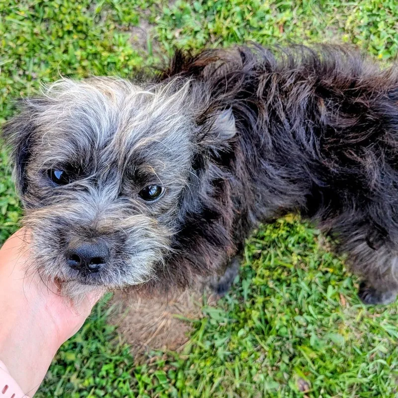 Charly Bear thumbnail 2