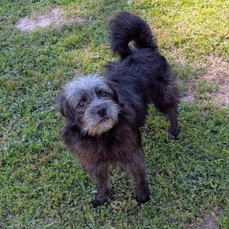 Charly Bear thumbnail 3