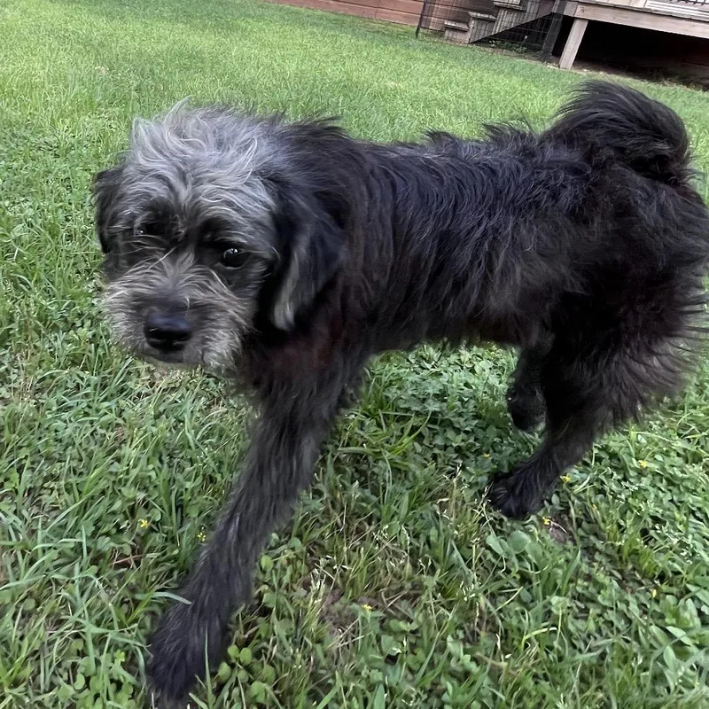 Charly Bear thumbnail 4