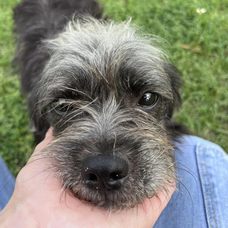 Charly Bear thumbnail 6