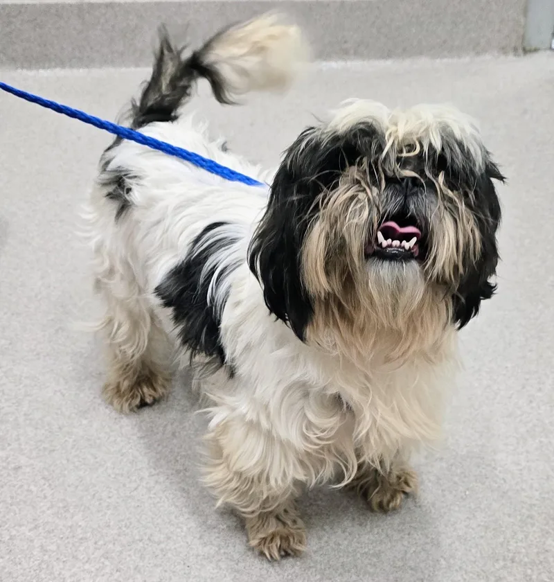An adult small-sized male Black Shih Tzu dog named 26-473 for adoption in Amityville, NY