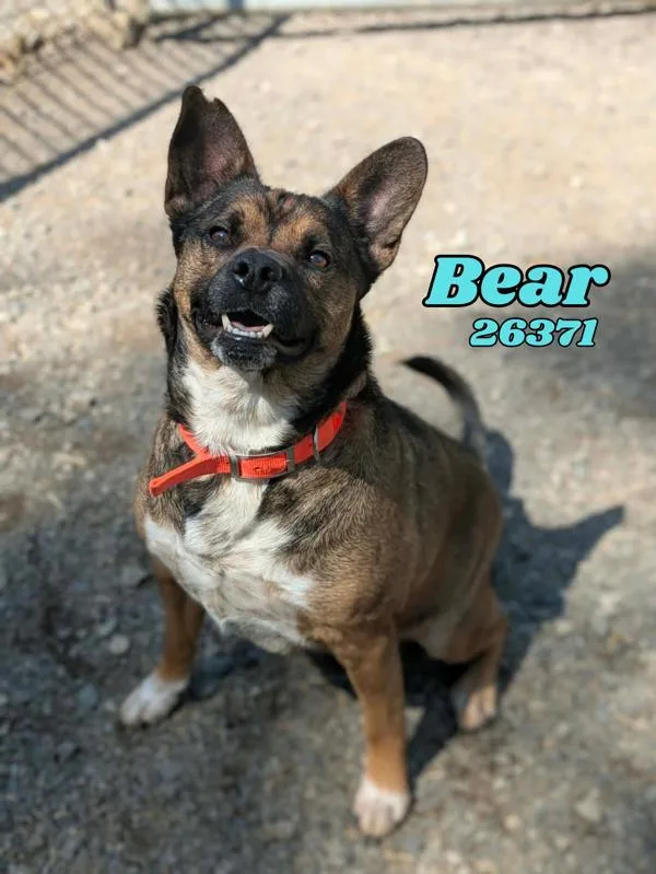 Bear
