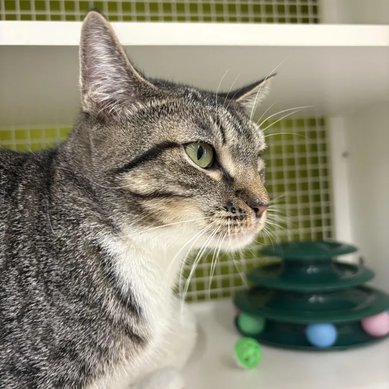 An adult small-sized female Gray / Blue / Silver Domestic Short Hair cat named Artemis for adoption in Tallahassee, FL