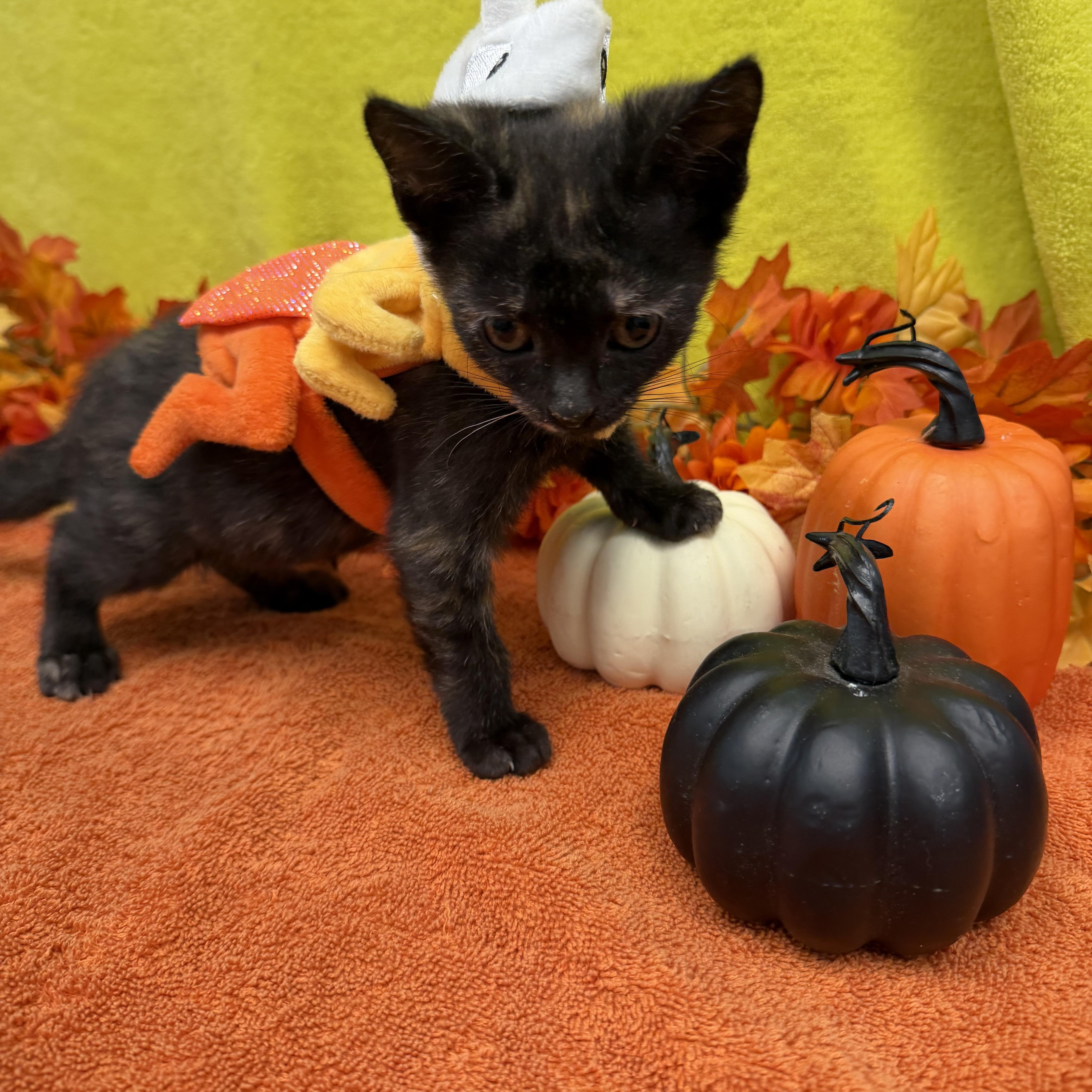 A baby medium-sized female Tortoiseshell Domestic Short Hair cat named Mazikeen for adoption in Bear, DE