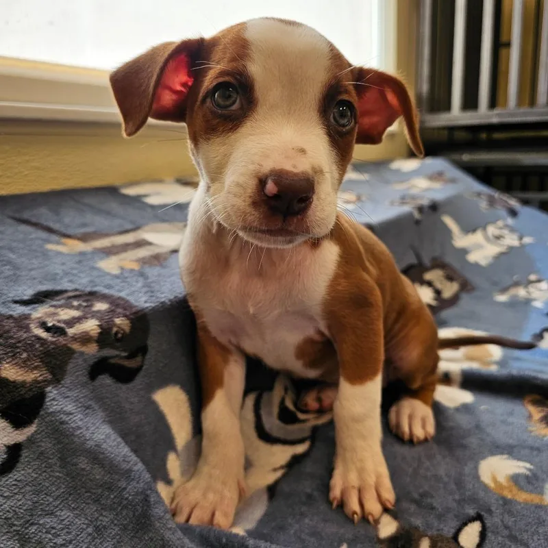 A baby medium-sized female Pit Bull Terrier dog named Caramel for adoption in Madisonville, TN