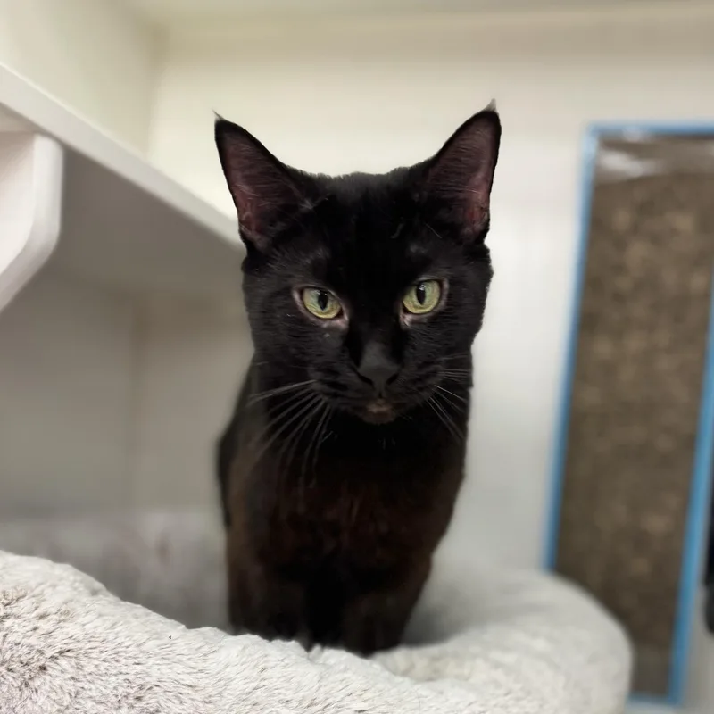 An adult medium-sized female Black Domestic Short Hair cat named Amanda for adoption in Hartville, OH