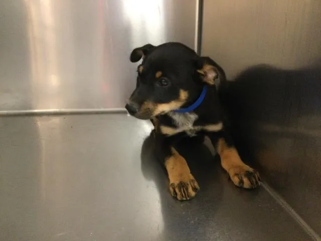 A baby small-sized male Rottweiler dog named Cedar for adoption in Thousand Palms, CA