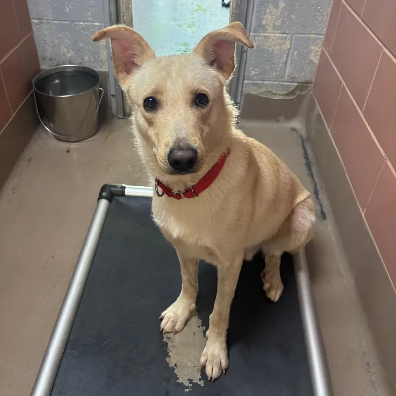 A young medium-sized male Labrador Retriever dog named Oliver for adoption in Easton, PA