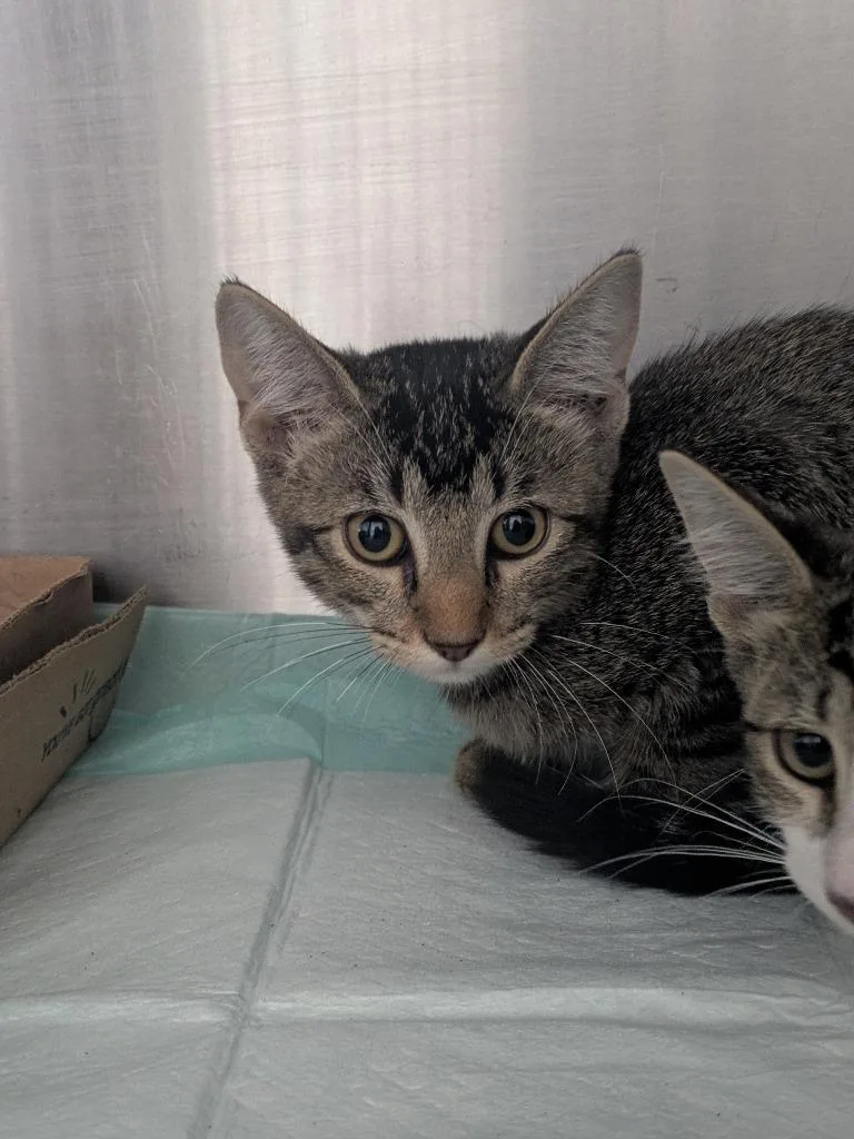 A baby medium-sized female Domestic Short Hair cat named Tia for adoption in Brownwood, TX