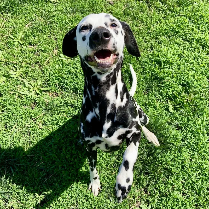 An adult medium-sized female Dalmatian dog named Trixie for adoption in Rushville, IL