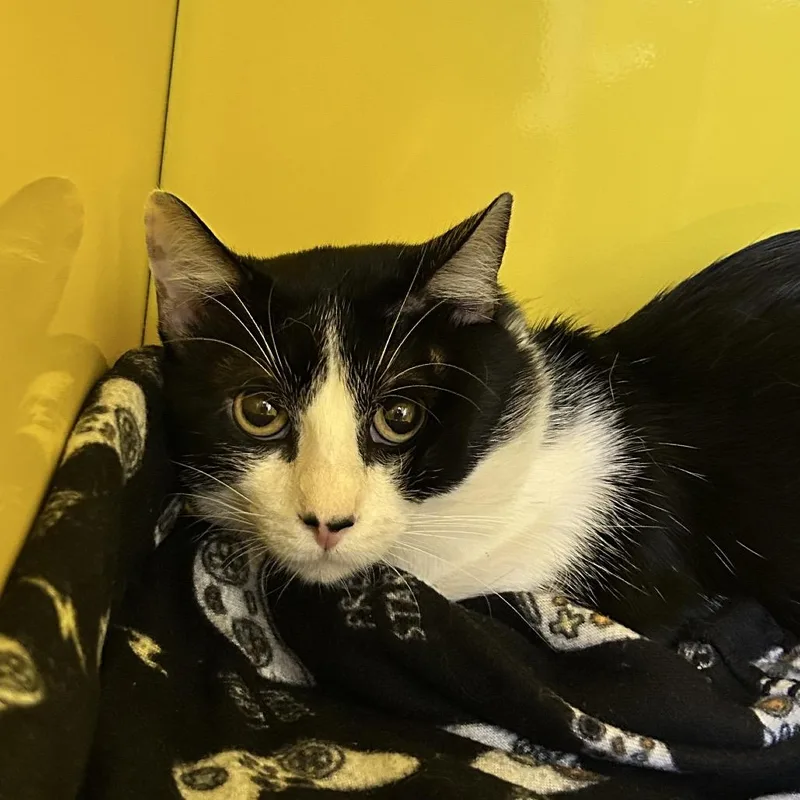 An adult medium-sized male Black Domestic Short Hair cat named Tuc for adoption in Abilene, TX