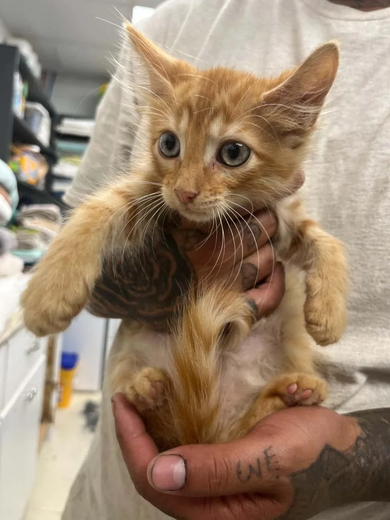A baby small-sized male Domestic Medium Hair cat named Reebok for adoption in Lavonia, GA