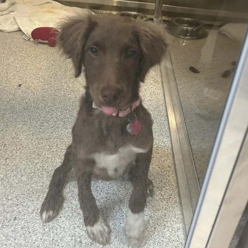 A baby medium-sized female Brown / Chocolate Australian Shepherd dog named Portia for adoption in Point Richmond, CA