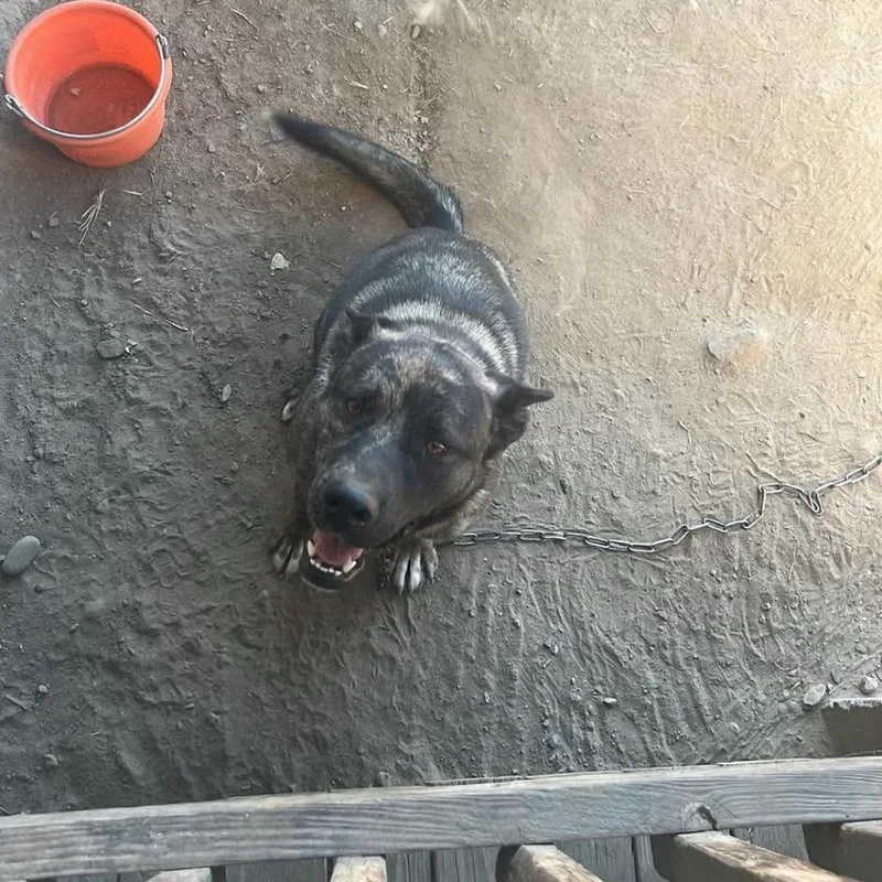 Kota