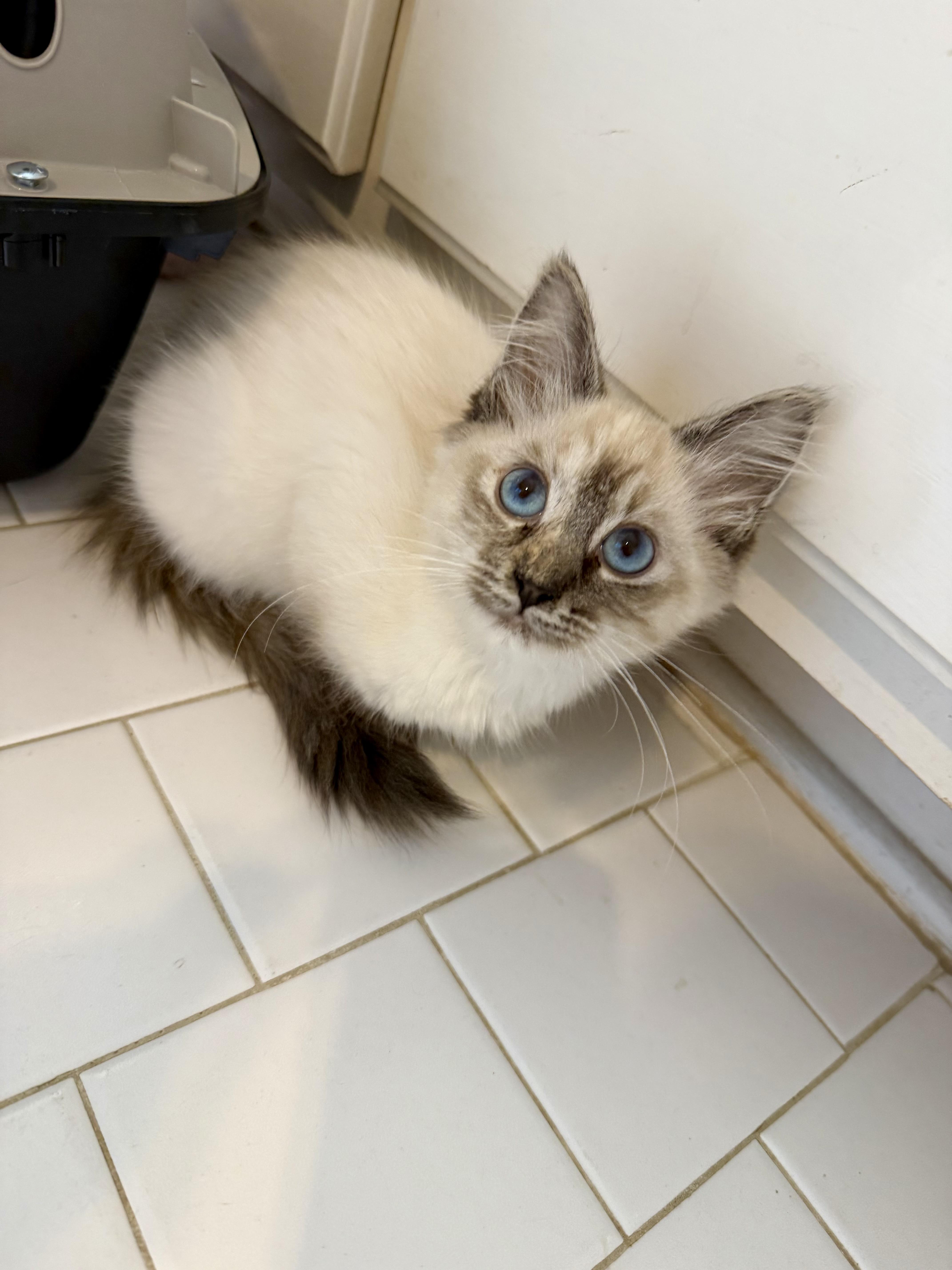 A baby small-sized female Siamese cat named Willow for adoption in Winder, GA