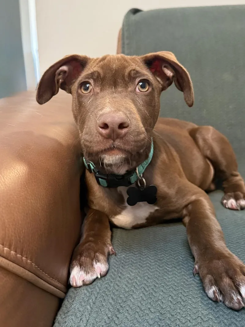 A baby medium-sized male Mixed Breed dog named Luca for adoption in Albuquerque, NM