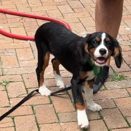 Scout