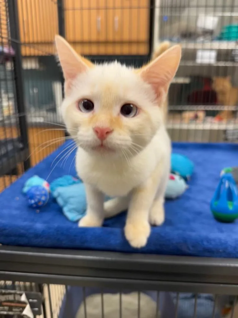 A baby small-sized female Siamese cat named Delight for adoption in Johnson City, TN
