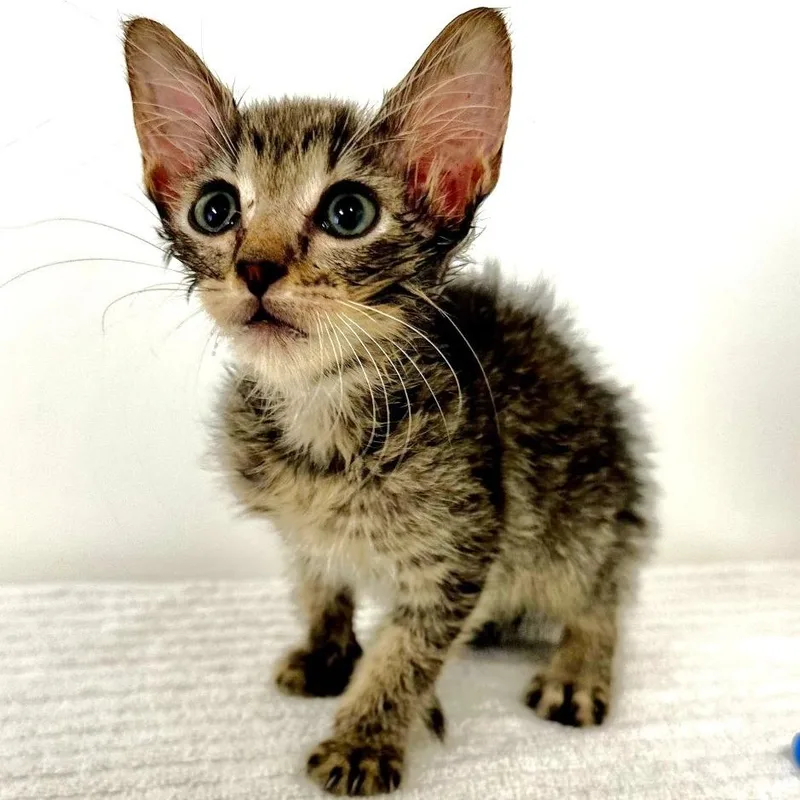 A baby small-sized female Brown / Chocolate Domestic Short Hair cat named Little Debbie for adoption in Warrensburg, MO