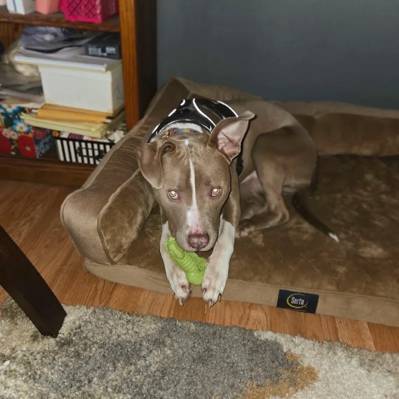 Mr. Horton thumbnail 4