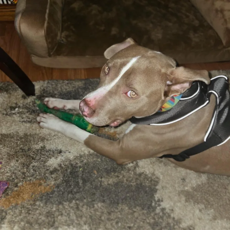 Mr. Horton thumbnail 5