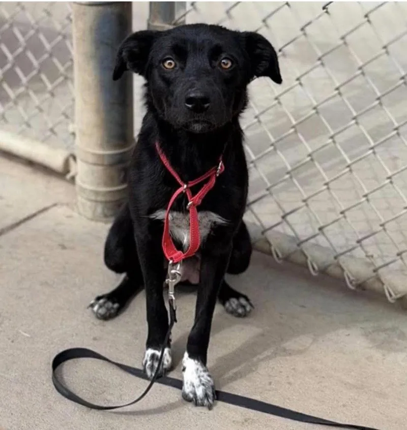 An adult medium-sized female Border Collie dog named Brownie for adoption in Bothell, WA
