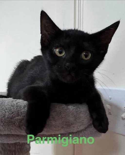 A baby medium-sized male Domestic Short Hair cat named Parmigiano for adoption in Zimmerman, MN