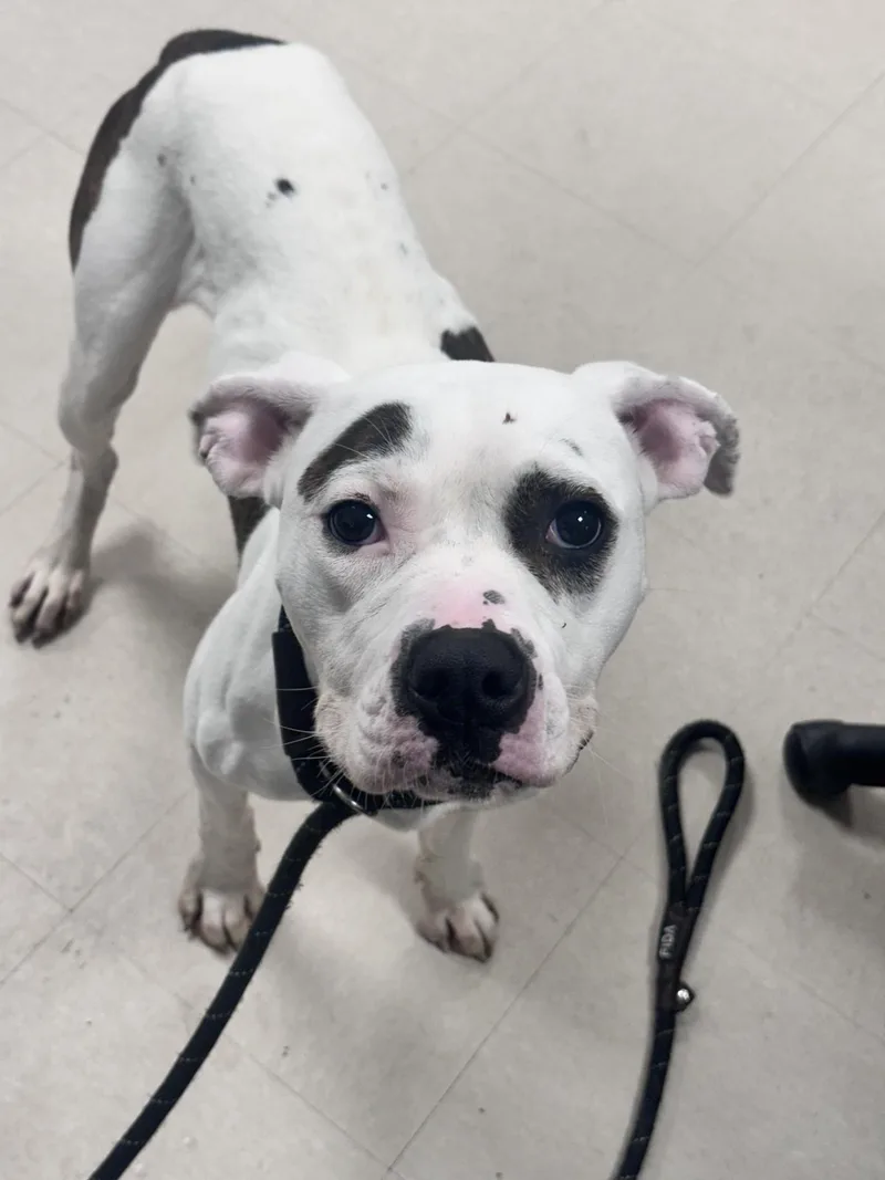 A young medium-sized female White / Cream Pit Bull Terrier dog named Lydia for adoption in Clayton, NJ