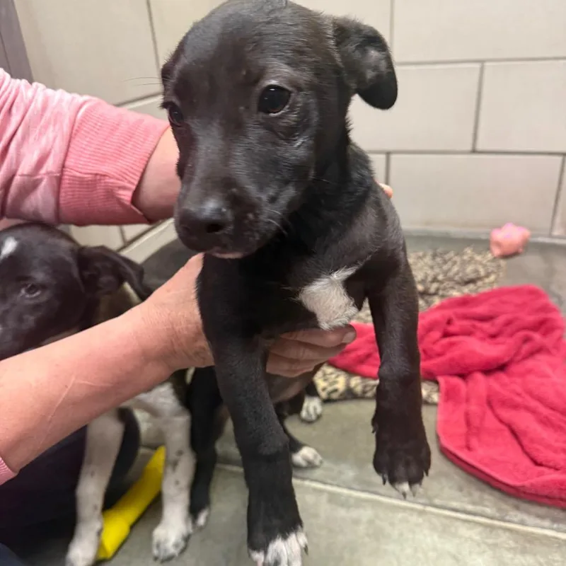 A baby small-sized male Chihuahua dog named Hunter for adoption in Waynesburg, PA