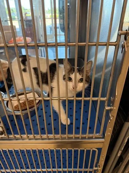 A young medium-sized female Domestic Short Hair cat named Minuet for adoption in North Richland Hills, TX