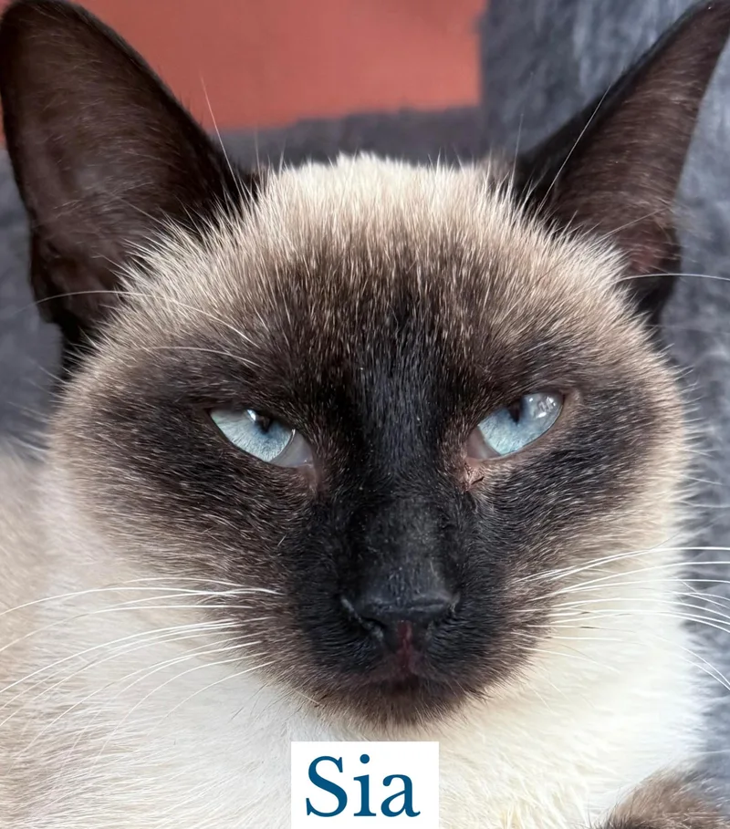 A young medium-sized female Seal Point Siamese cat named Sia for adoption in Berkeley Springs, WV