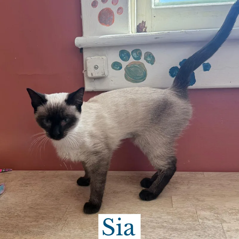Sia thumbnail 3