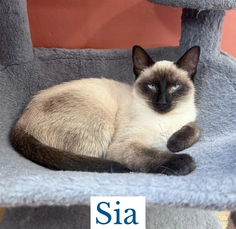 Sia thumbnail 4