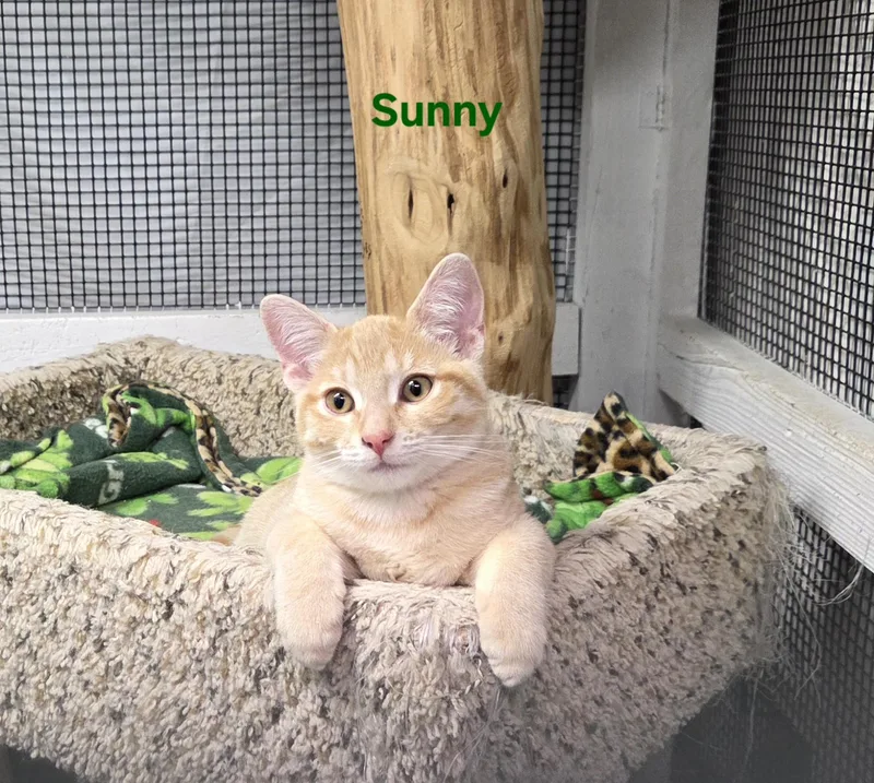 A young medium-sized male Orange / Red Domestic Short Hair cat named Sunny for adoption in Whitewater, WI