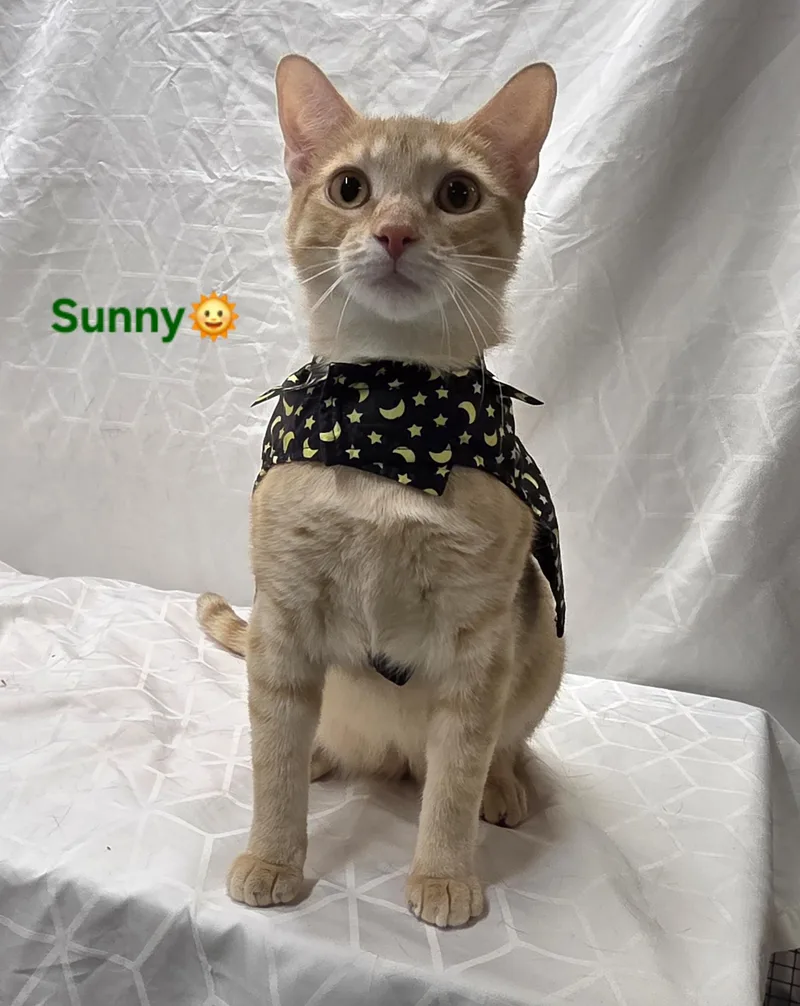 Sunny thumbnail 2