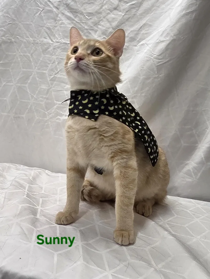 Sunny thumbnail 3