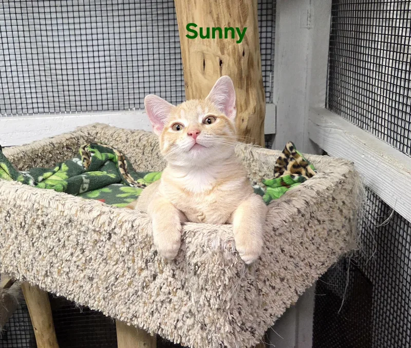 Sunny thumbnail 4