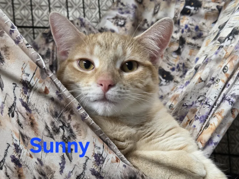 Sunny thumbnail 5
