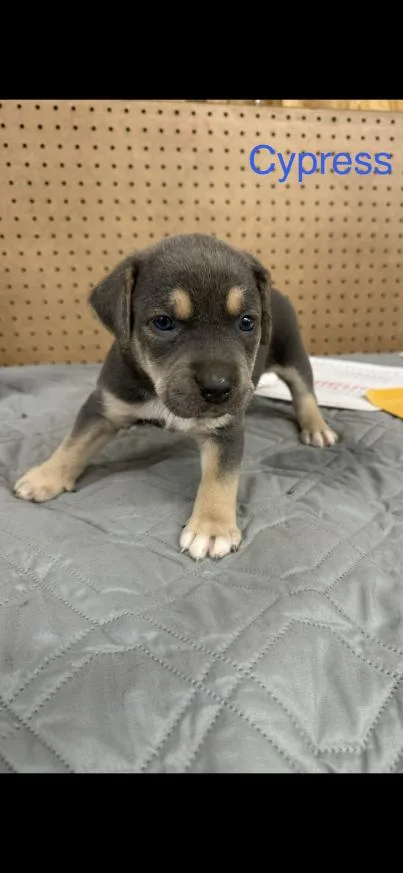A baby small-sized male Mixed Breed dog named Cypress for adoption in Grand Rapids, MI