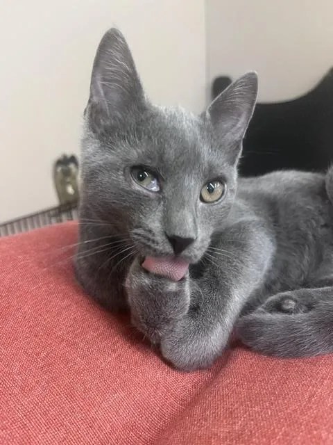 A baby small-sized male Gray / Blue / Silver Domestic Short Hair cat named Marlin for adoption in Dayton, OH