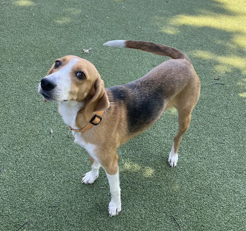 A young medium-sized female Hound dog named Mona for adoption in New Bedford, MA